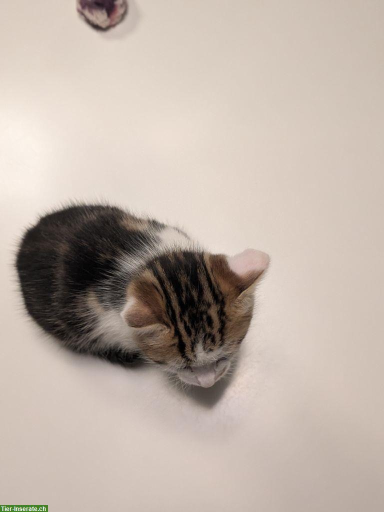 Bild 3: Sibirische Waldkatze Mix Kitten, familienfreundlich