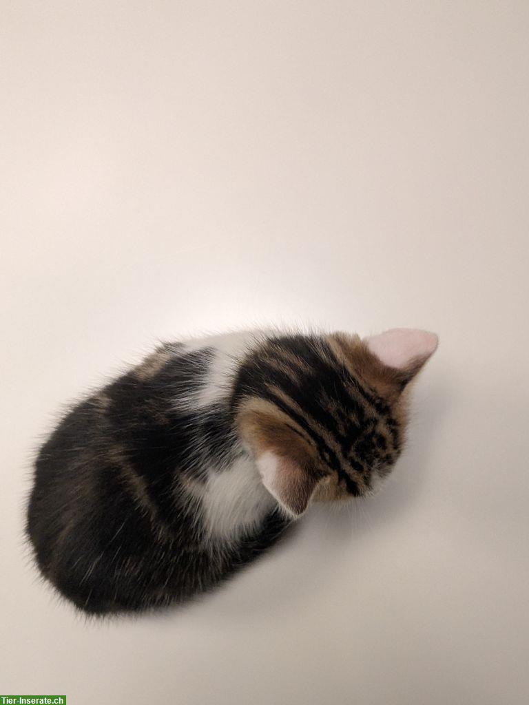 Bild 4: Sibirische Waldkatze Mix Kitten, familienfreundlich