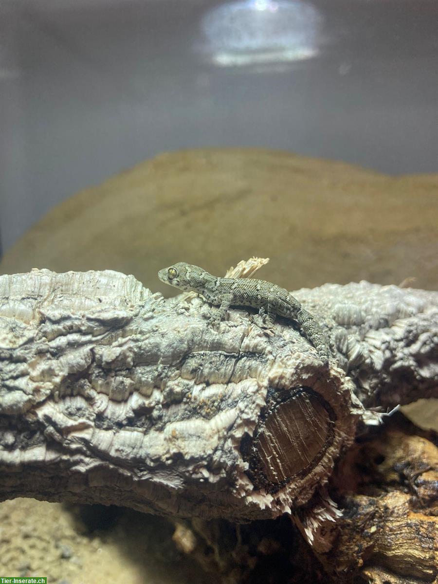 Rübenschwanz-Viperngecko aus Zucht zu verkaufen