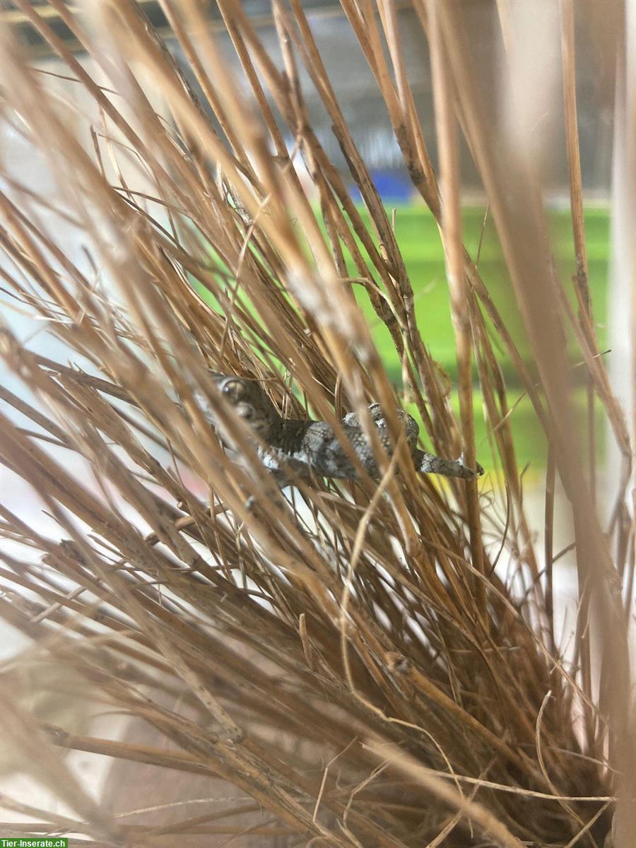 Bild 2: Rübenschwanz-Viperngecko aus Zucht zu verkaufen