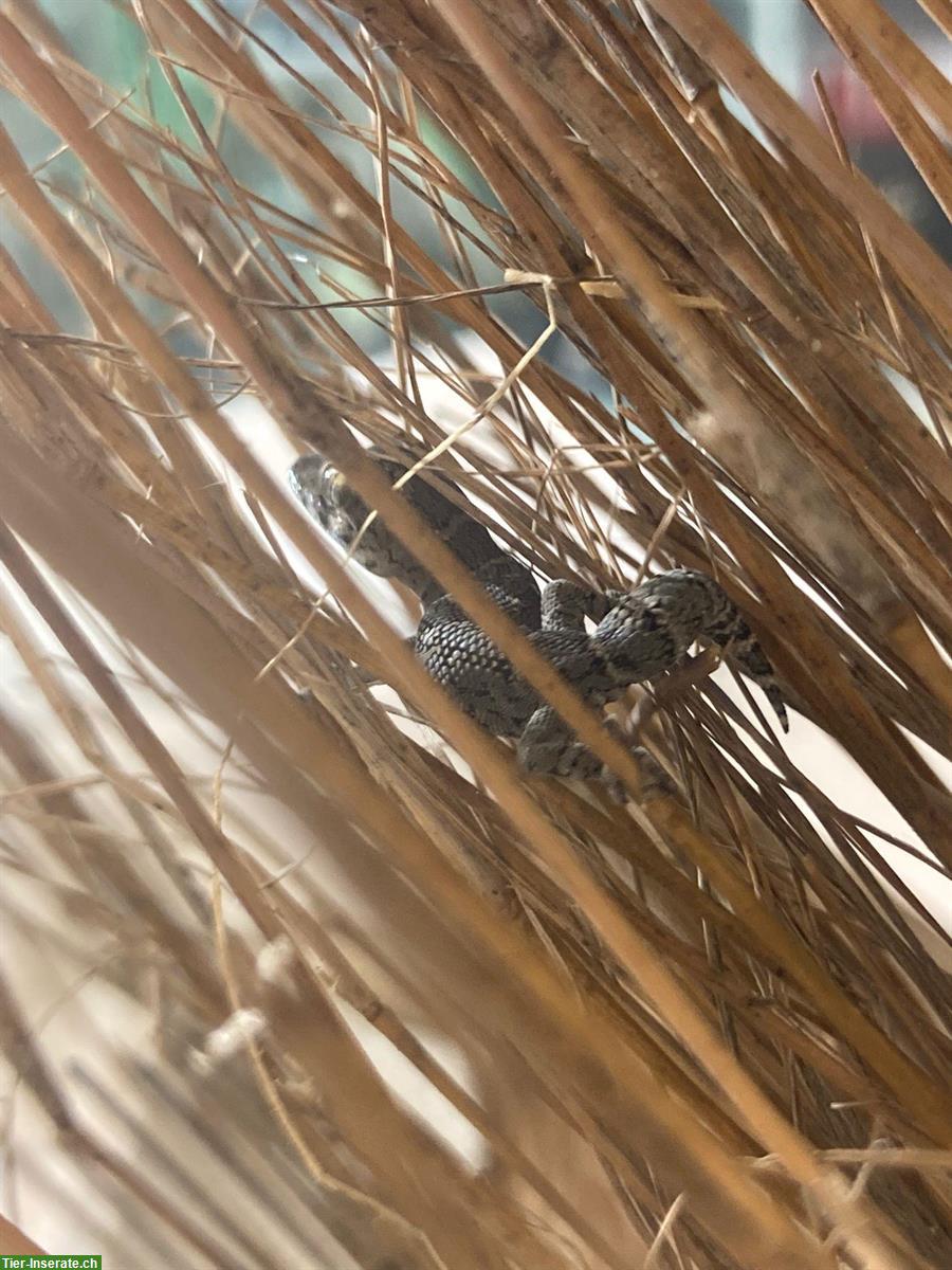 Bild 3: Rübenschwanz-Viperngecko aus Zucht zu verkaufen