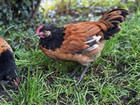 2 Vorwerk Hähne gratis abzugeben