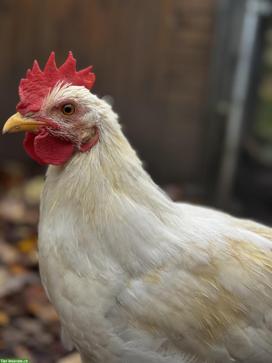 Bild 3: 2 Vorwerk Hähne gratis abzugeben