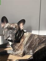 🐾 French Bully Deckrüde „Snoop“ bietet seine Dienste an 🐾