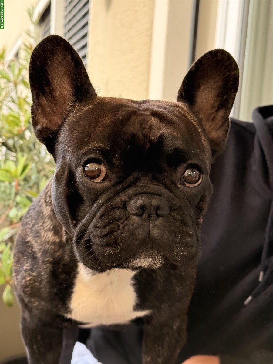 Bild 2: 🐾 French Bully Deckrüde „Snoop“ bietet seine Dienste an 🐾