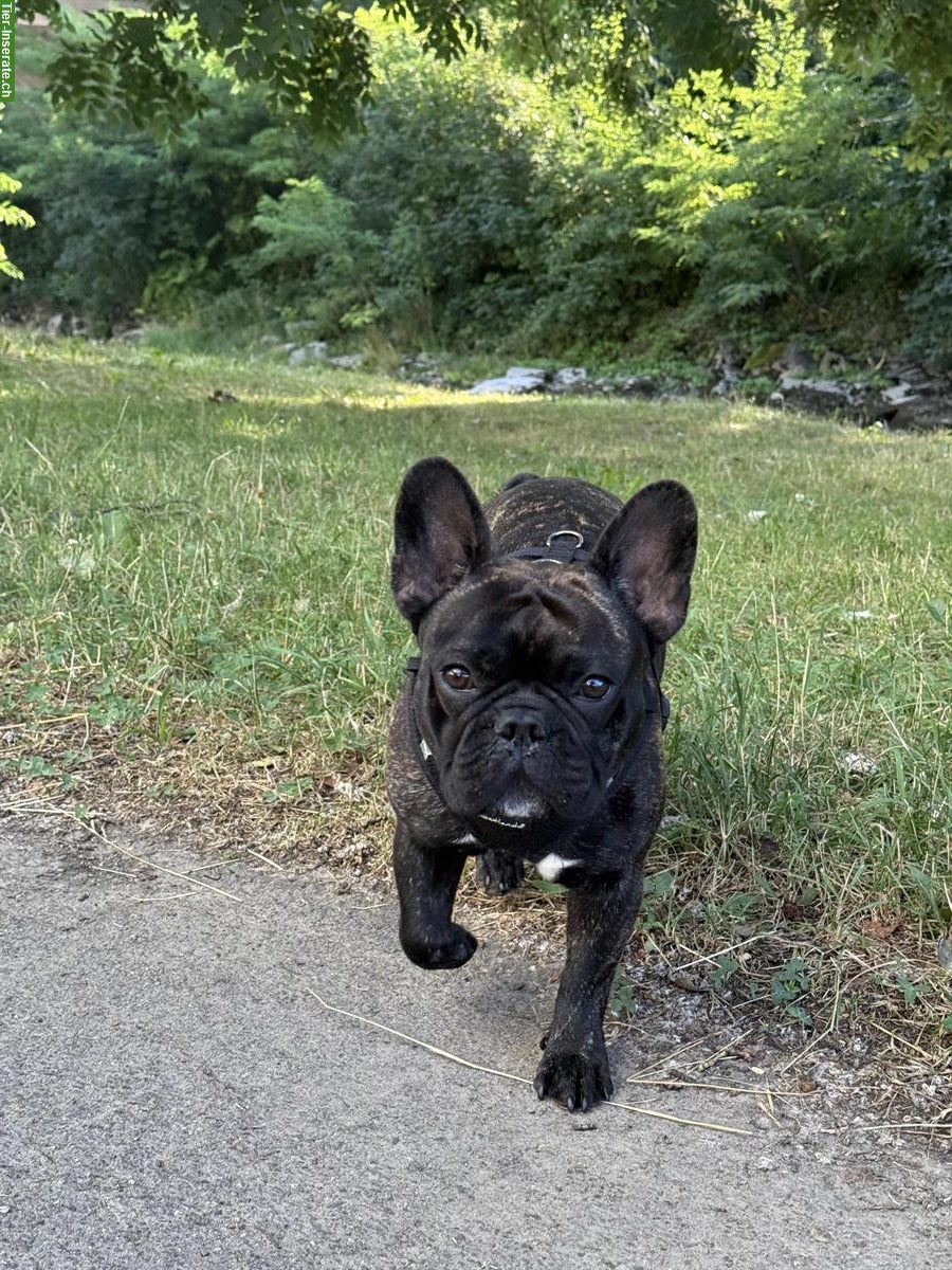 Bild 3: 🐾 French Bully Deckrüde „Snoop“ bietet seine Dienste an 🐾