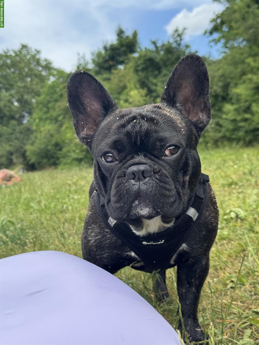 Bild 4: 🐾 French Bully Deckrüde „Snoop“ bietet seine Dienste an 🐾