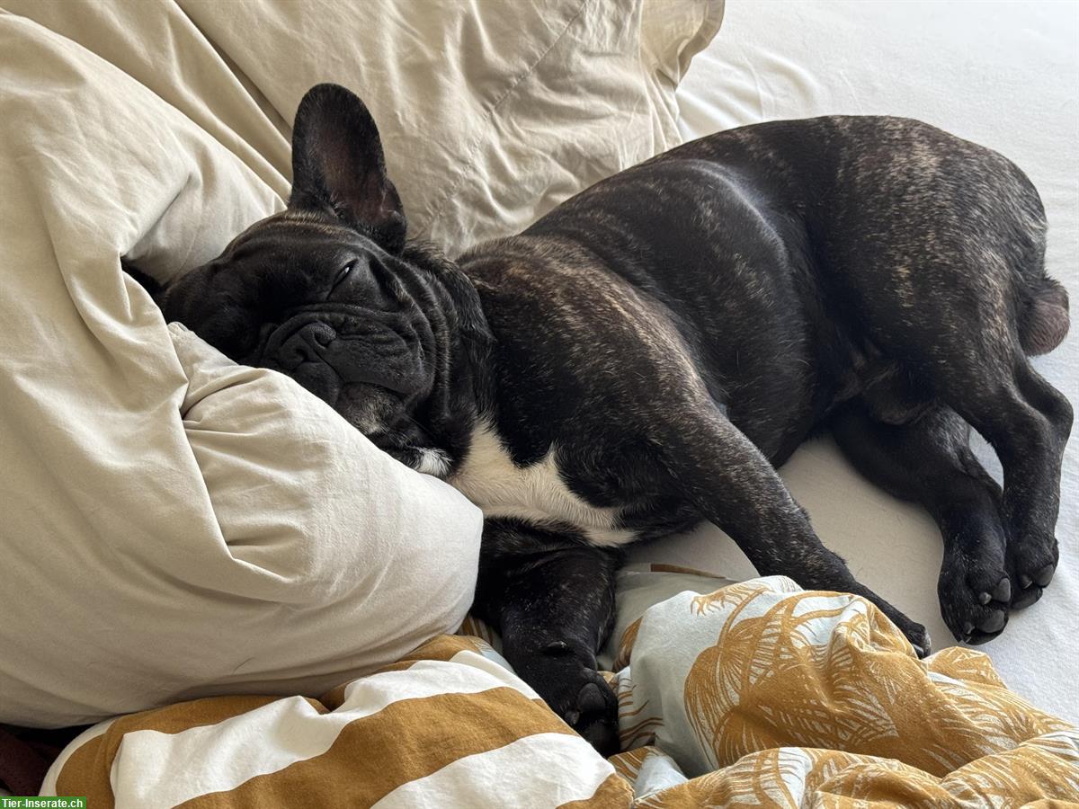 Bild 5: 🐾 French Bully Deckrüde „Snoop“ bietet seine Dienste an 🐾