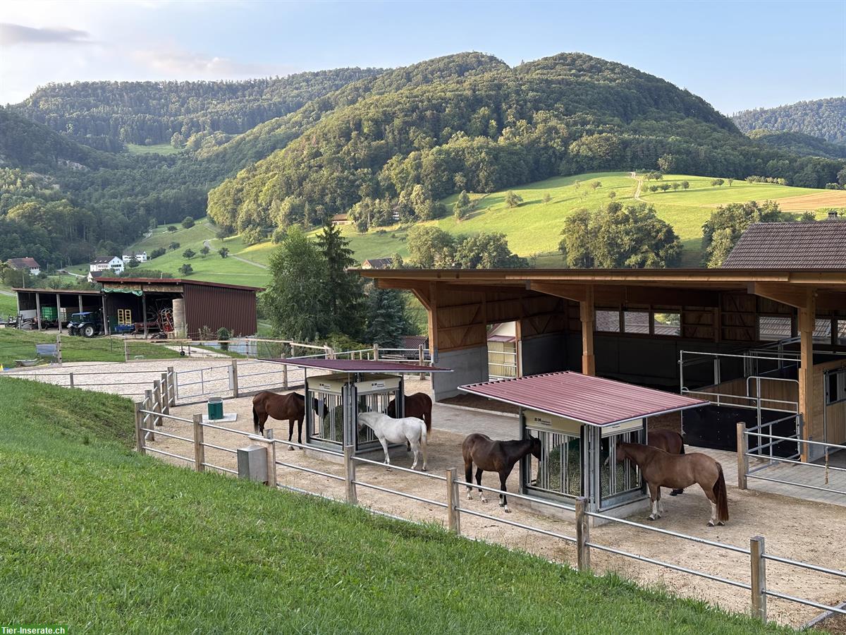 Offenstallplatz frei mit Vollpension, Zeglingen BL