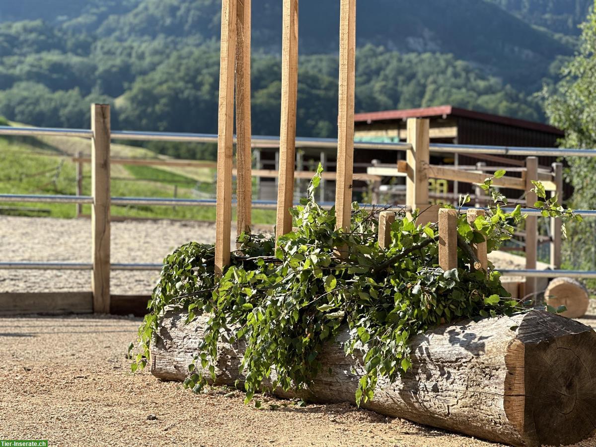 Bild 2: Offenstallplatz frei mit Vollpension, Zeglingen BL