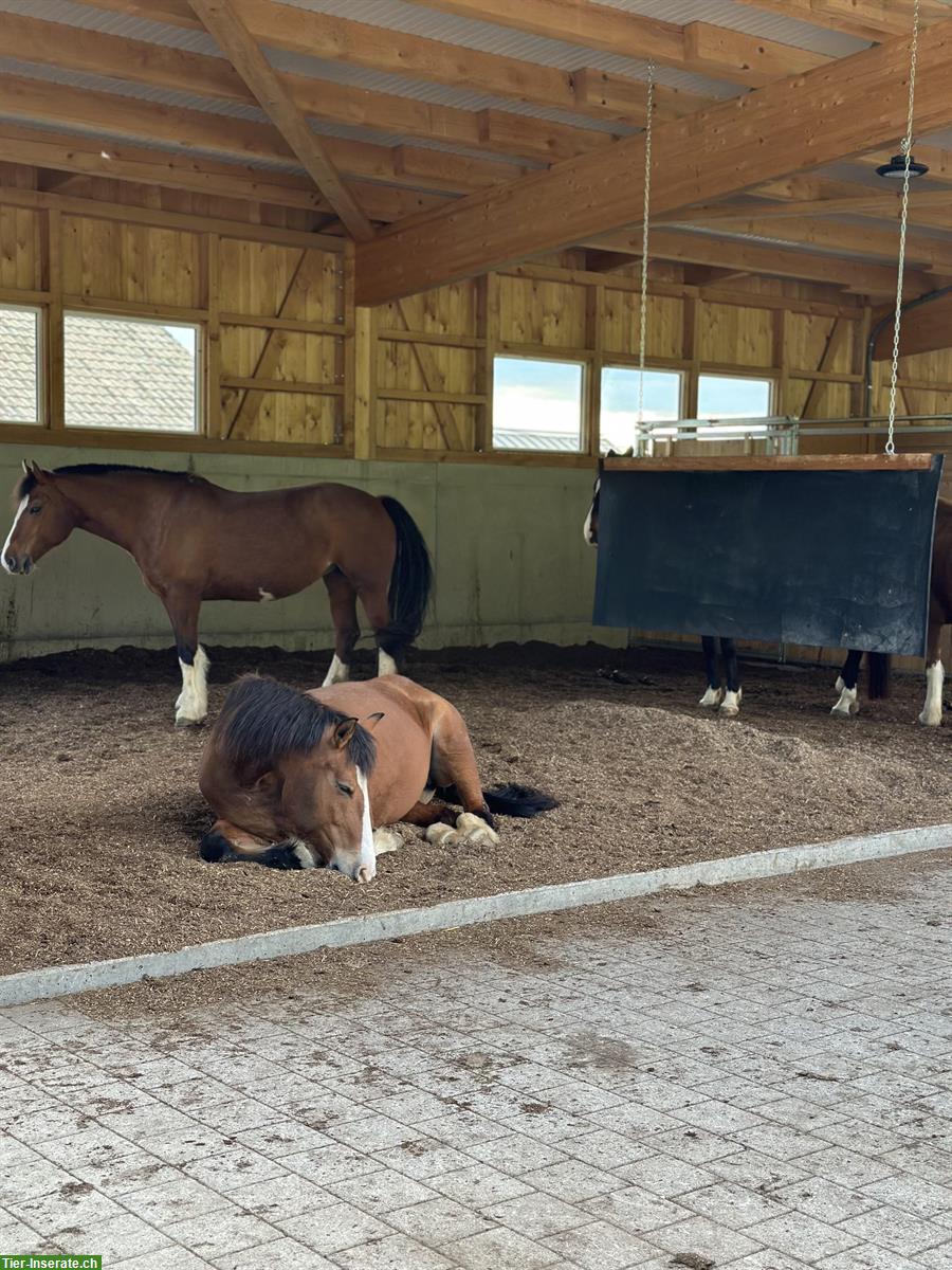 Bild 3: Offenstallplatz frei mit Vollpension, Zeglingen BL