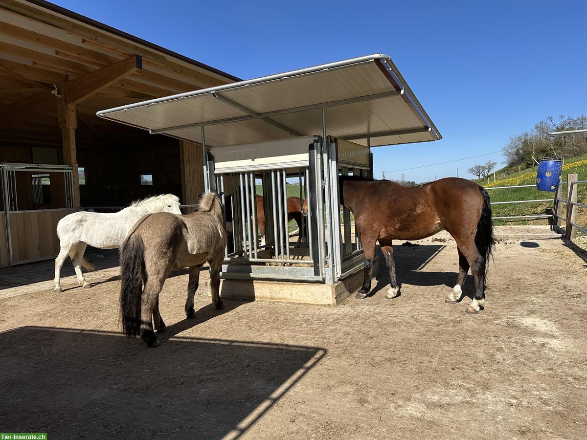 Bild 4: Offenstallplatz frei mit Vollpension, Zeglingen BL