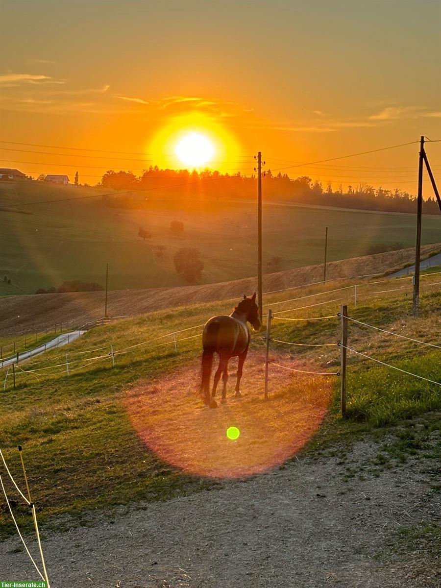 Bild 5: Offenstallplatz frei mit Vollpension, Zeglingen BL