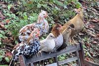 Isländisches Landnahmehuhn gesucht, Bruteier oder Küken