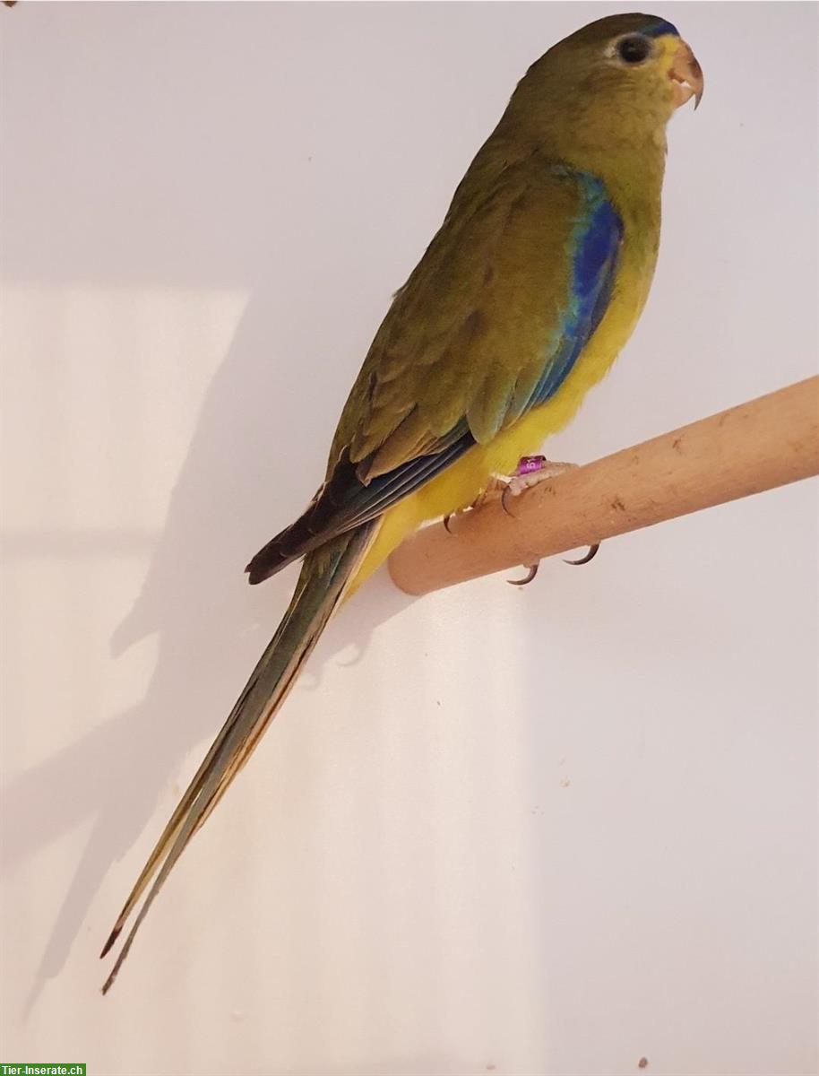 Schmucksittich Weibchen gesucht