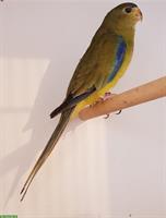 Schmucksittich Weibchen gesucht