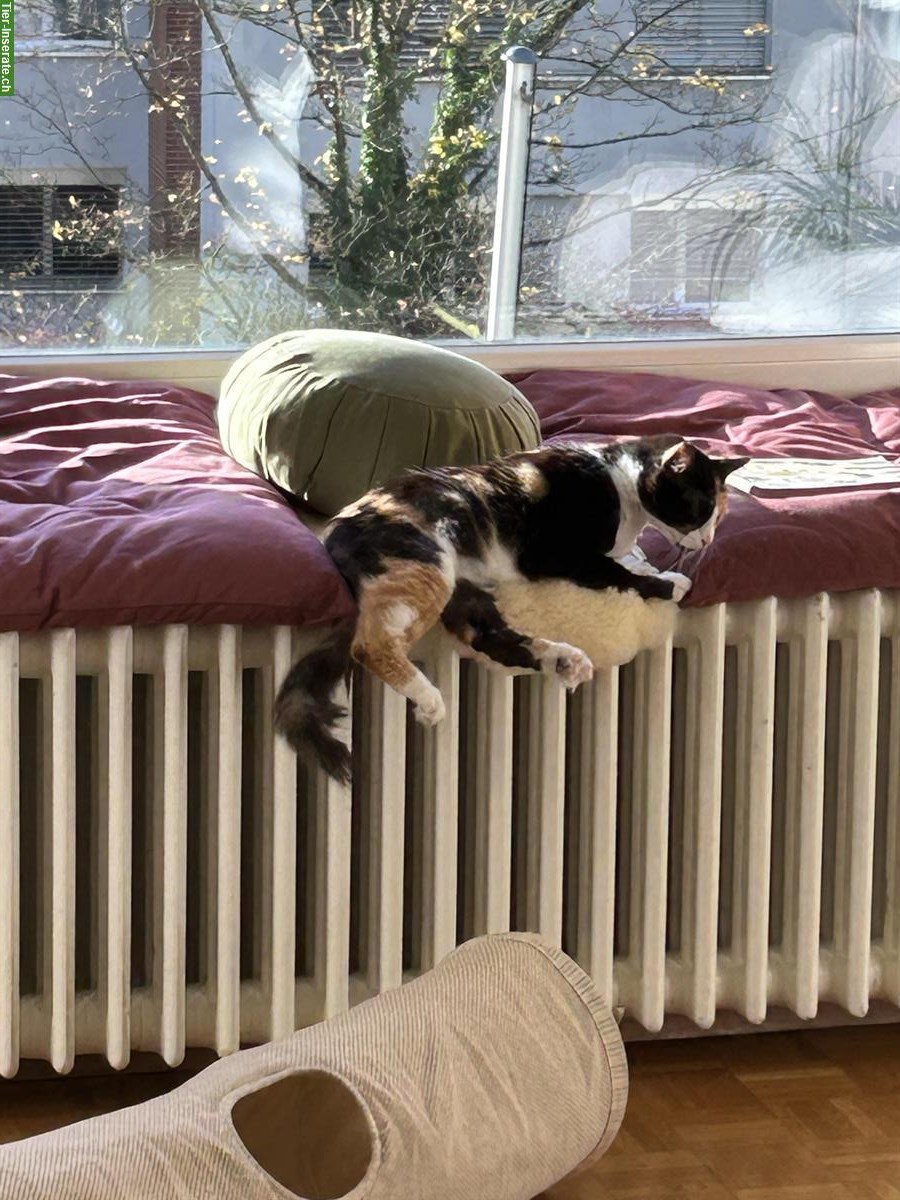 Bild 3: Dreifarbige Katze, menschenbezogen, Einzelhaltung, mit Freigang