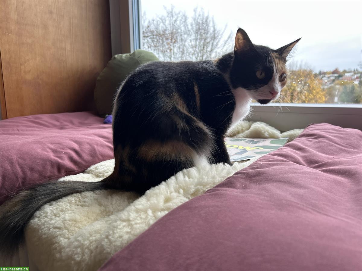 Bild 5: Dreifarbige Katze, menschenbezogen, Einzelhaltung, mit Freigang