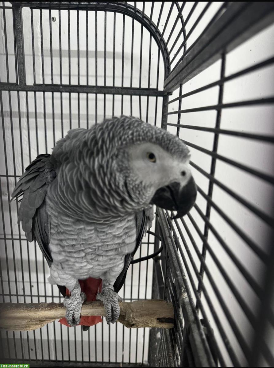 Graupapagei, sprechend, zahm und kinderlieb