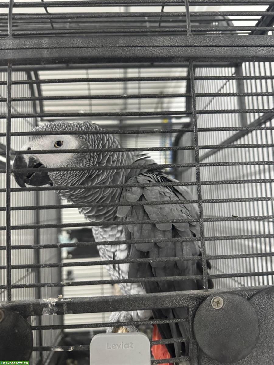 Bild 2: Graupapagei, sprechend, zahm und kinderlieb