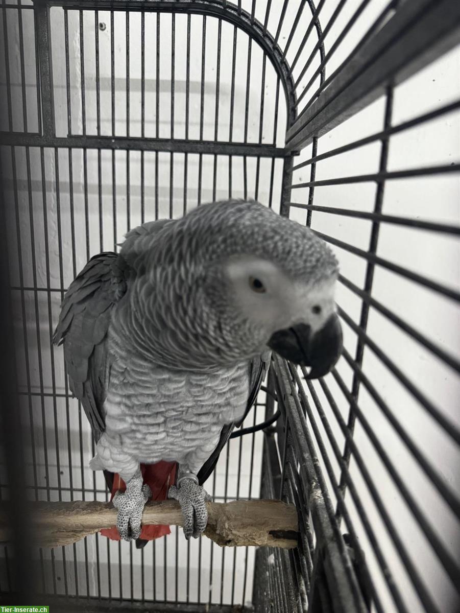 Bild 3: Graupapagei, sprechend, zahm und kinderlieb