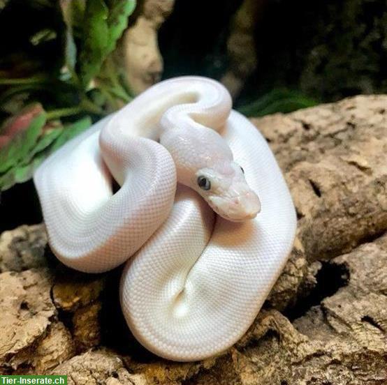 2 Königspython Weibchen mit Terrarium zu verkaufen