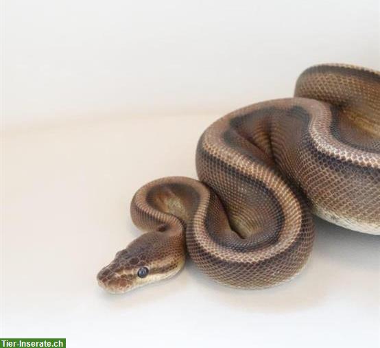 Bild 2: 2 Königspython Weibchen mit Terrarium zu verkaufen