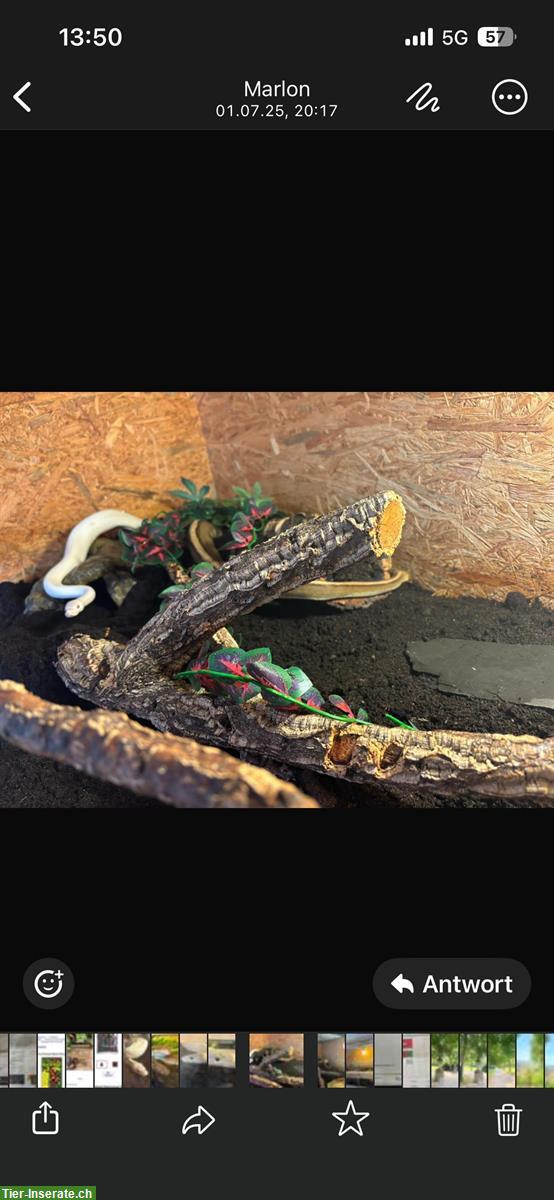 Bild 3: 2 Königspython Weibchen mit Terrarium zu verkaufen