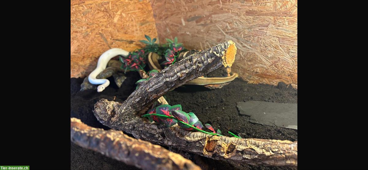 Bild 4: 2 Königspython Weibchen mit Terrarium zu verkaufen