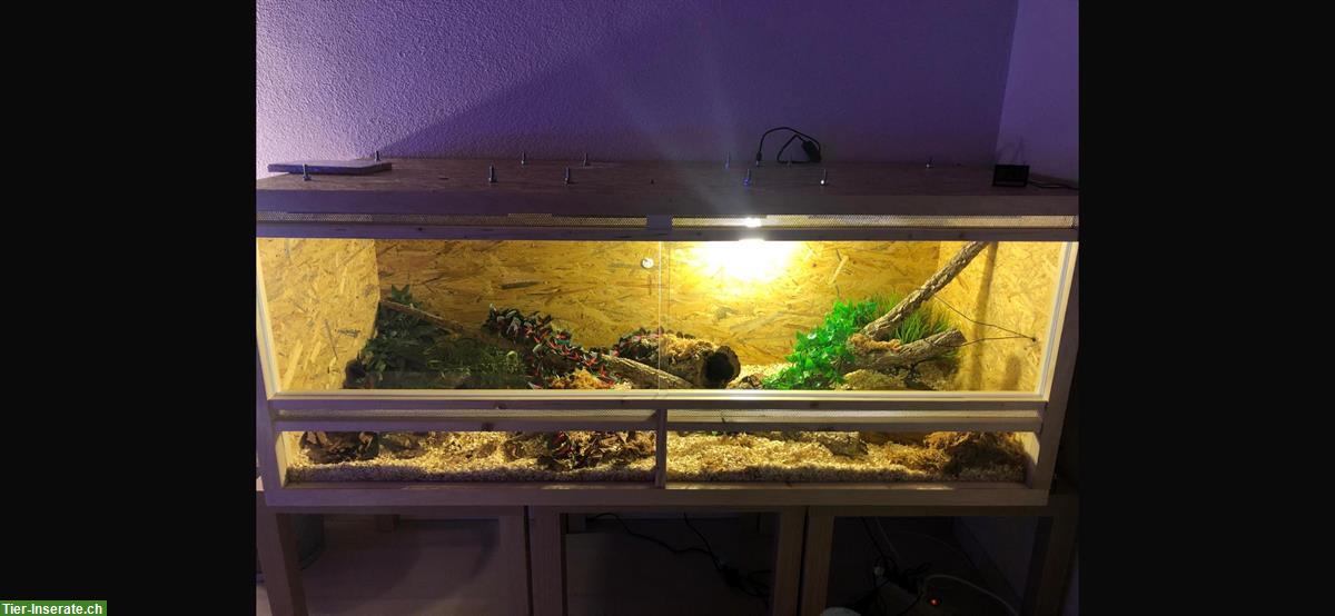 Bild 5: 2 Königspython Weibchen mit Terrarium zu verkaufen