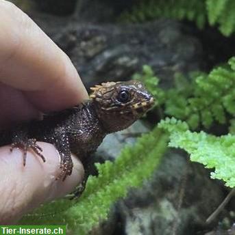 Junges Buschkrokodil 0.0.1 (Tribolonotus gracilis)