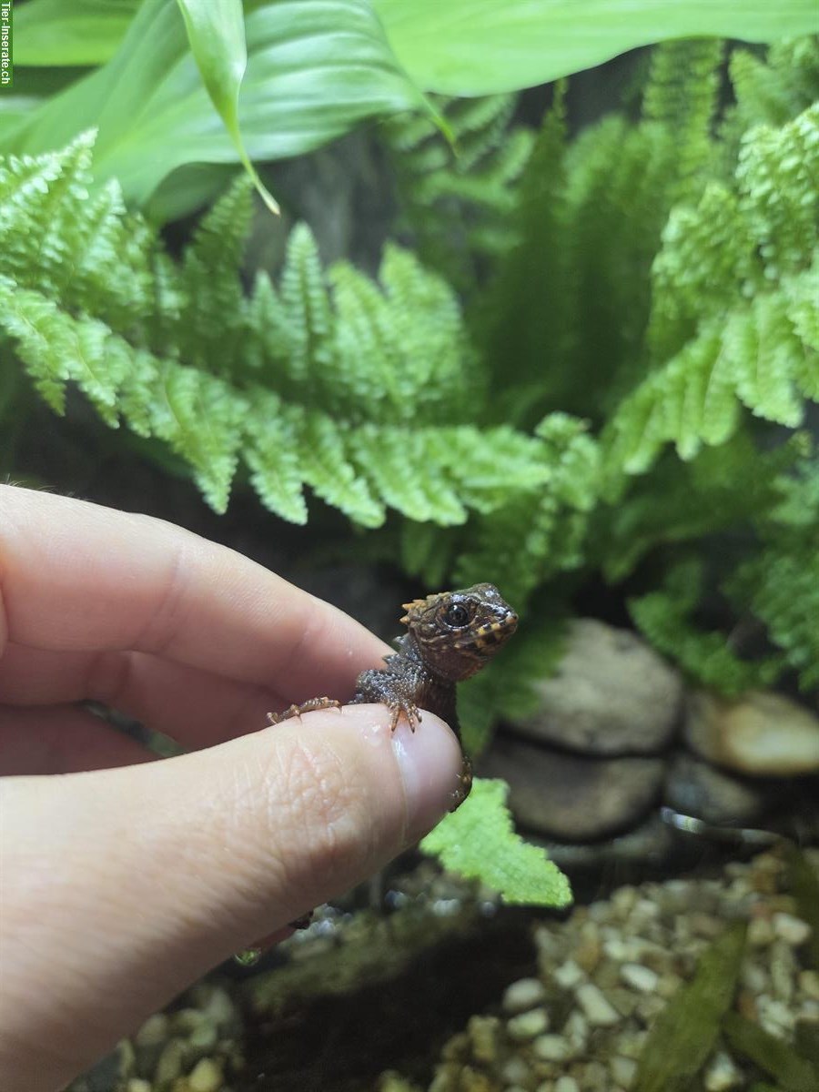 Bild 2: Junges Buschkrokodil 0.0.1 (Tribolonotus gracilis)