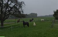 Reitbeteiligung gesucht im Raum Baden für gemeinsame Aktivitäten