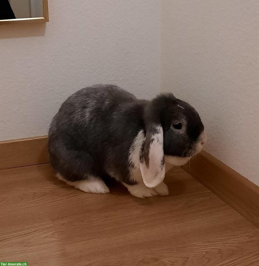 Zwergwidder Weibchen sucht neues Zuhause