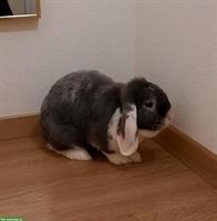 Zwergwidder Weibchen sucht neues Zuhause