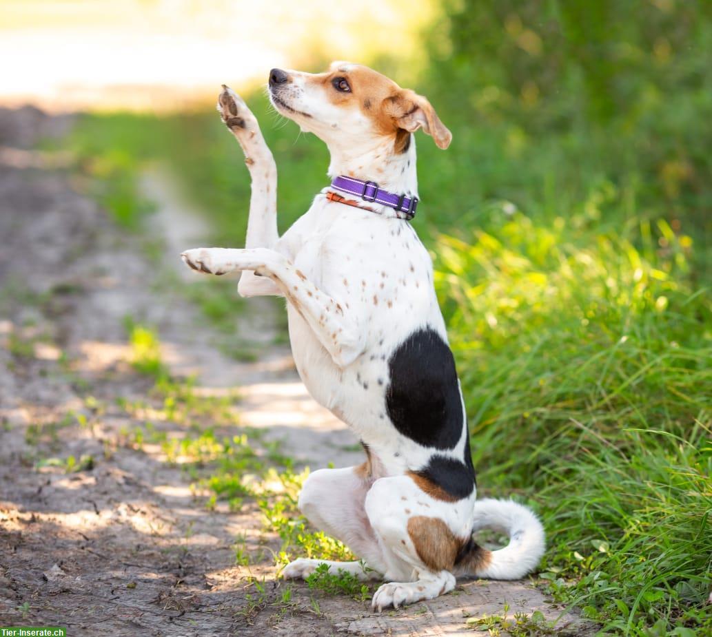Mischlingshündin Dusya sucht ruhiges Zuhause