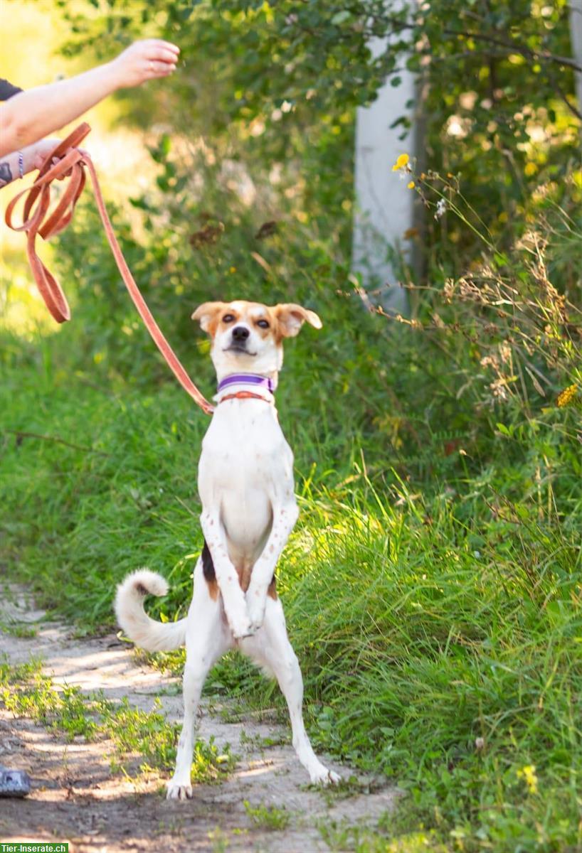 Bild 2: Mischlingshündin Dusya sucht ruhiges Zuhause