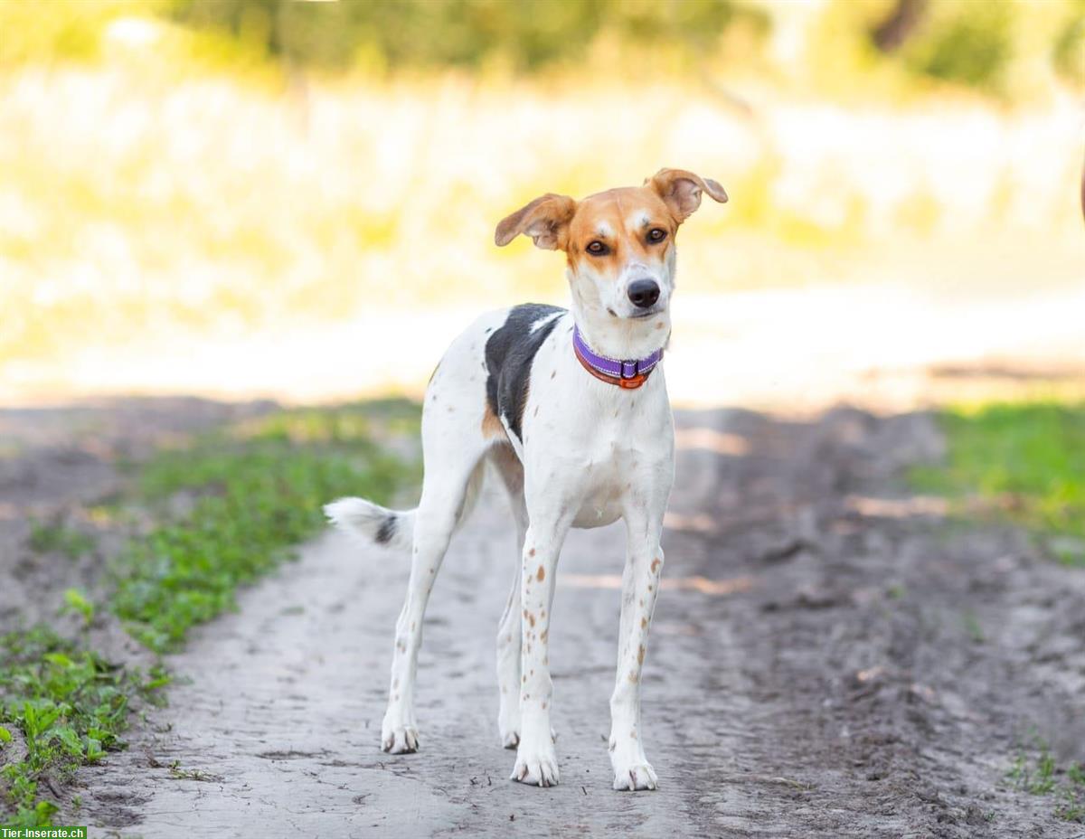 Bild 3: Mischlingshündin Dusya sucht ruhiges Zuhause