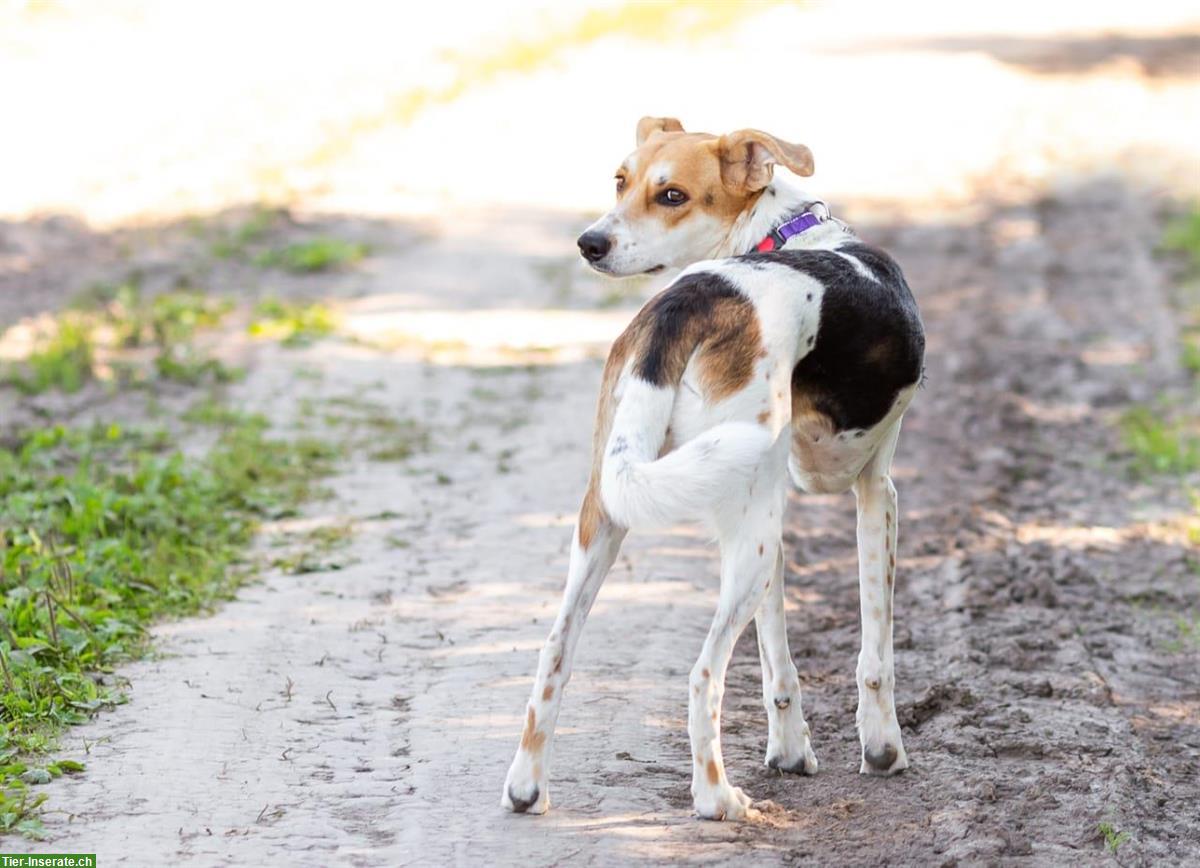 Bild 4: Mischlingshündin Dusya sucht ruhiges Zuhause