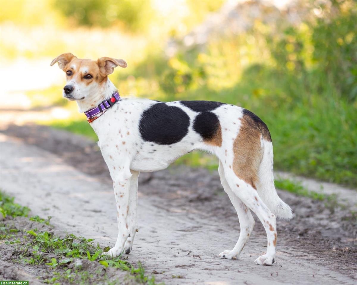 Bild 5: Mischlingshündin Dusya sucht ruhiges Zuhause