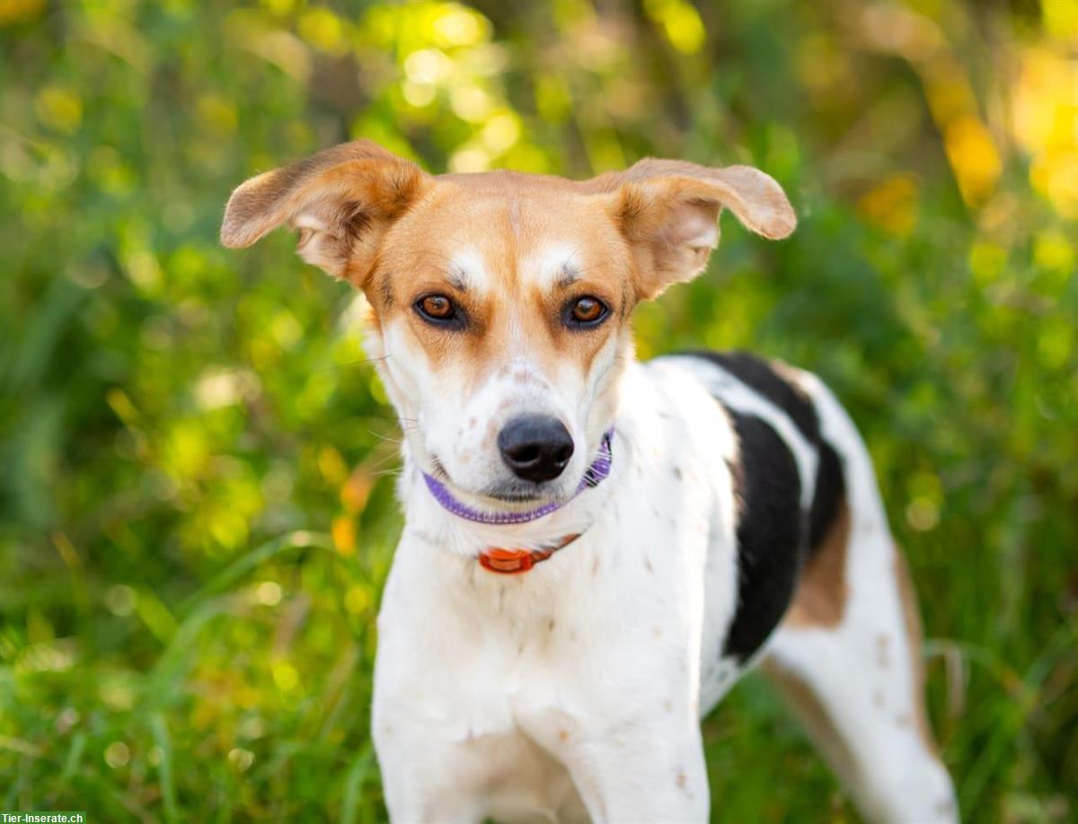 Bild 6: Mischlingshündin Dusya sucht ruhiges Zuhause