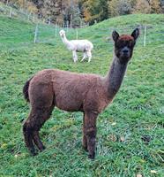 Alpaka Stute Roan zu verkaufen, trächtig