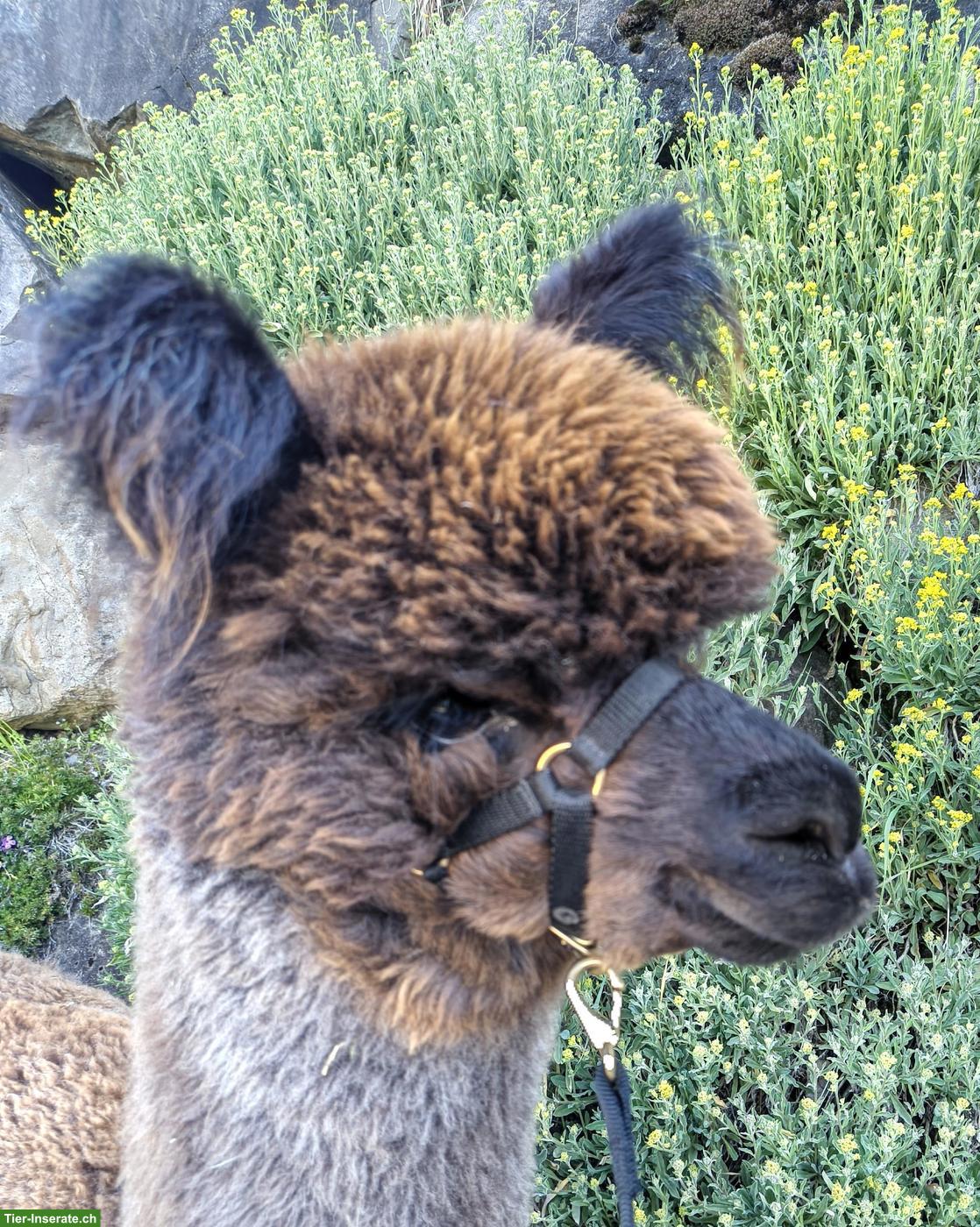 Bild 5: Alpaka Stute mit Hengstfohlen zu verkaufen