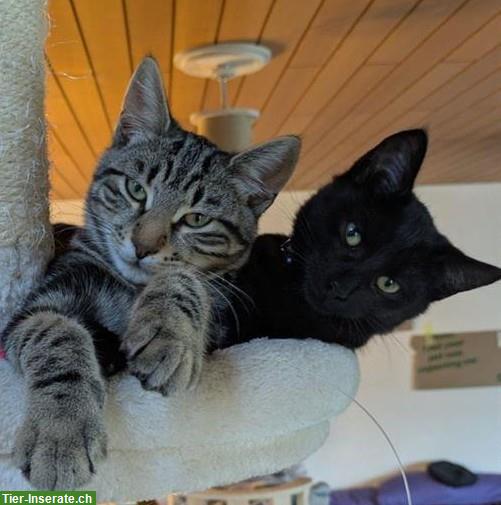 2 Kitten von Bengalmix Katze, schwarz + braun-schwarz, Freigänger