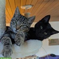 2 Bengal-Mix Kätzchen, schwarz und braun-schwarz, Freigänger