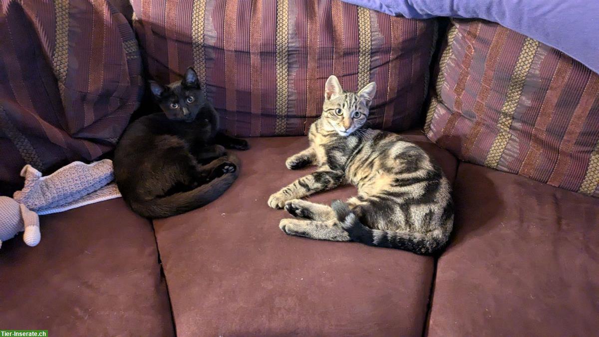 Bild 2: 2 Kitten von Bengalmix Katze, schwarz + braun-schwarz, Freigänger