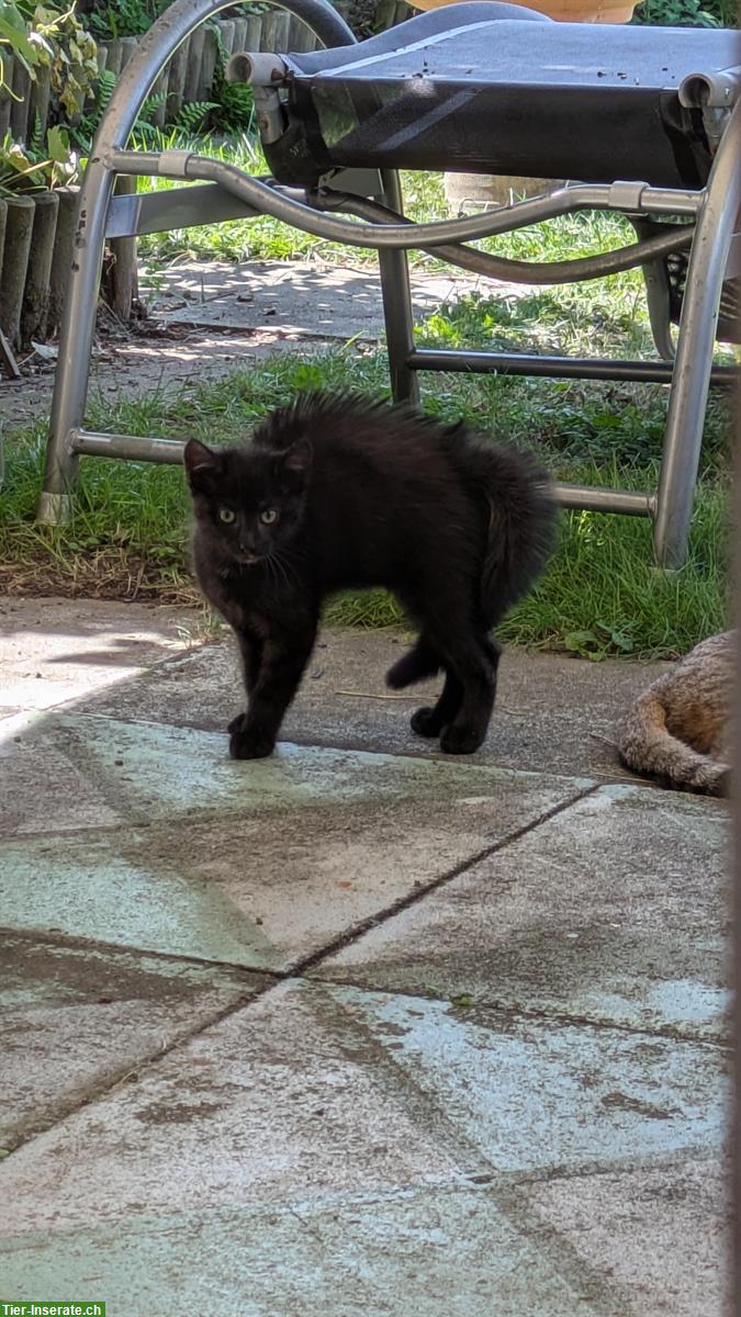 Bild 3: 2 Kitten von Bengalmix Katze, schwarz + braun-schwarz, Freigänger