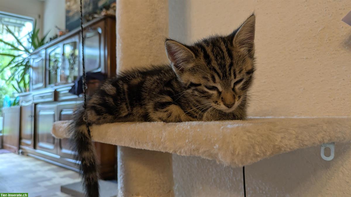 Bild 4: 2 Kitten von Bengalmix Katze, schwarz + braun-schwarz, Freigänger