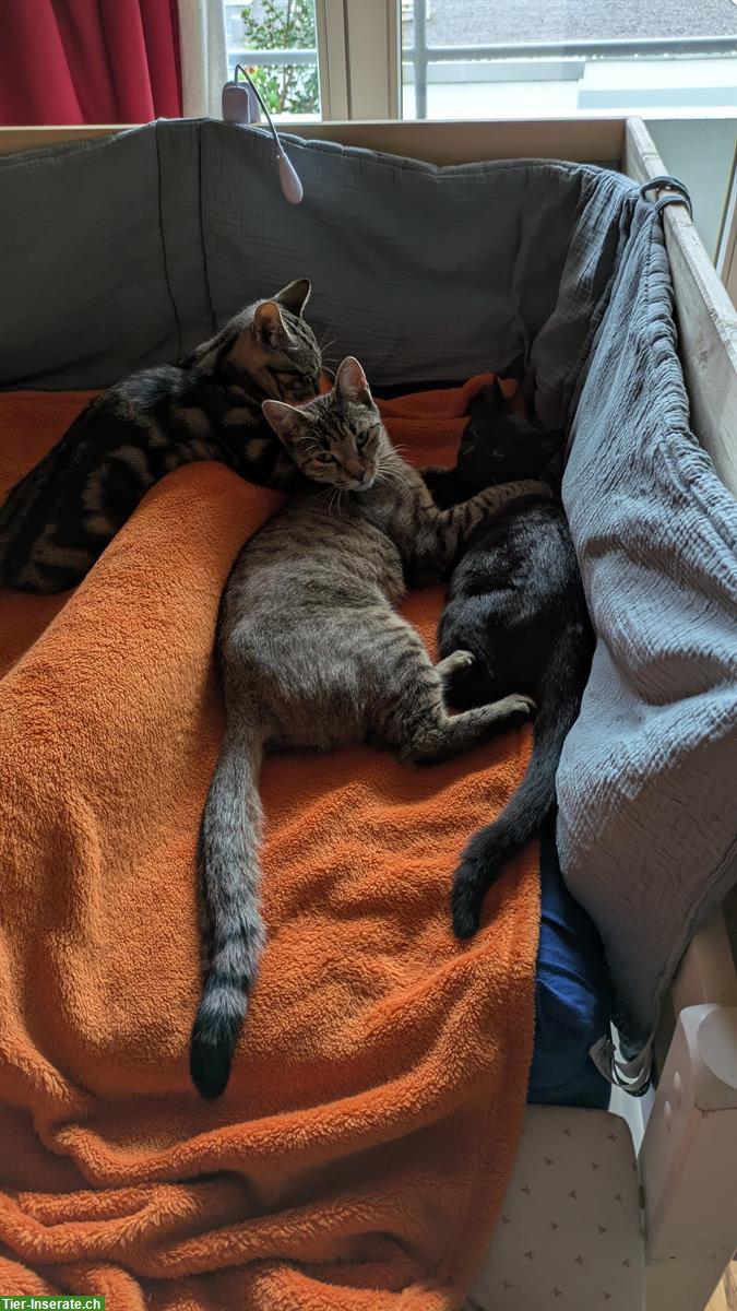 Bild 5: 2 Kitten von Bengalmix Katze, schwarz + braun-schwarz, Freigänger