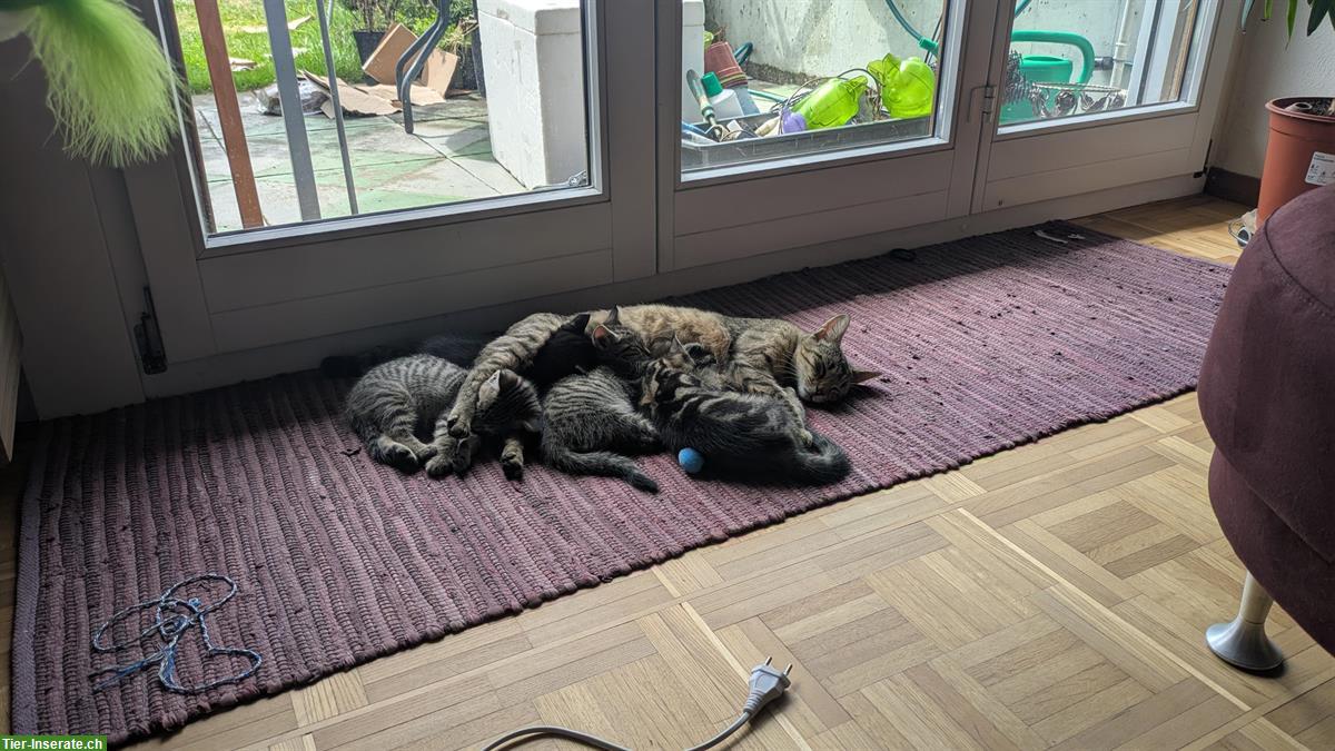 Bild 6: 2 Kitten von Bengalmix Katze, schwarz + braun-schwarz, Freigänger